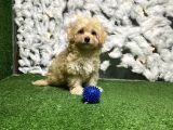 YENİ MALTİPOO YAVRULARI KUZEYPUPPİES GARANTİSİ
