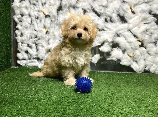 Yeni̇ Malti̇poo Yavrulari Kuzeypuppi̇es Garanti̇si̇