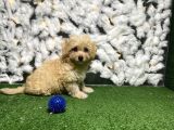 Yeni̇ Malti̇poo Yavrulari Kuzeypuppi̇es Garanti̇si̇