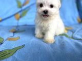 Lekesiz Erkek Maltese Yavrumuz