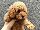ORJİNAL TOY POODLE YAVRULARIMIZ