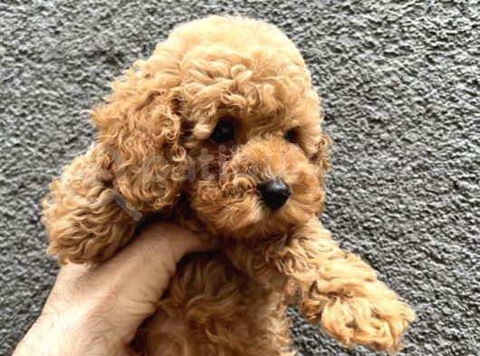 Orji̇nal Toy Poodle Yavrularimiz
