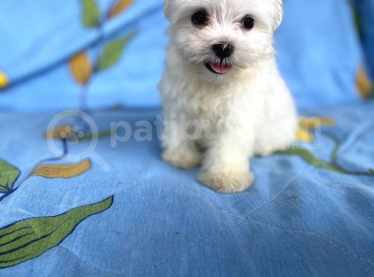 Lekesiz Erkek Maltese Yavrumuz görsel