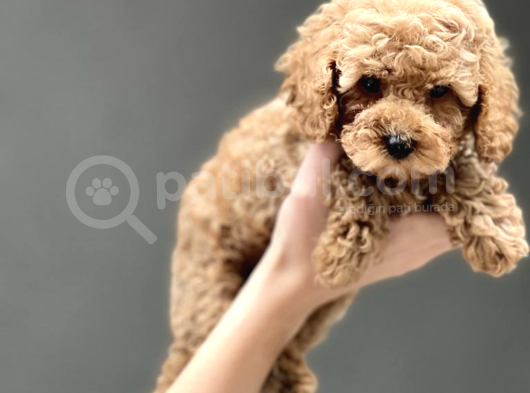Orji̇nal Toy Poodle Yavrularimiz görsel