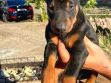 Irk Garantılı Doberman Yavrular
