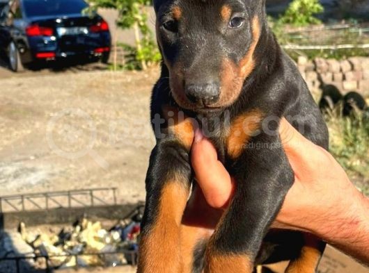 Irk Garantılı Doberman Yavrular görsel