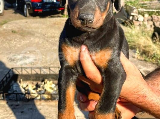 Irk Garantılı Doberman Yavrular görsel