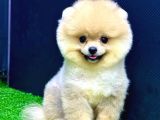 4 aylık  erkek pomeranian yavrular