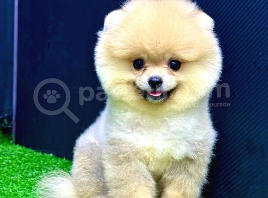 4 Aylık  Erkek Pomeranian Yavrular