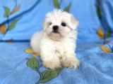 0 Numara Lekesiz Maltese Kizimiz