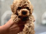 Orji̇nal Toy Poodle Yavrularimiz