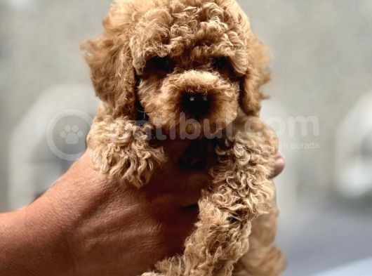 Orji̇nal Toy Poodle Yavrularimiz görsel