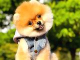 2 Aylık Üst Kalite Pomeranian Yavrular