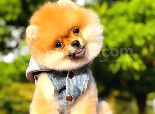 2 Aylık Üst Kalite Pomeranian Yavrular görsel