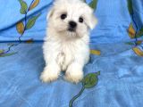 0 Numara Lekesiz Maltese Kizimiz
