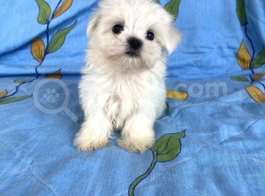 0 Numara Lekesiz Maltese Kizimiz görsel