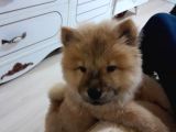 Orji̇nal Çi̇n Aslani - Chow Chow