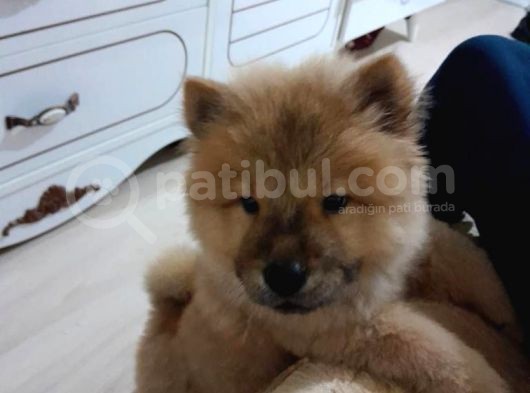 Orji̇nal Çi̇n Aslani - Chow Chow görsel