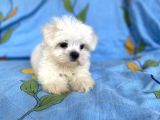 0 Numara Lekesiz Maltese Kizimiz