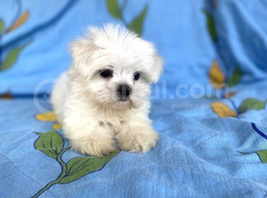 0 Numara Lekesiz Maltese Kizimiz görsel