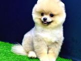 4 Aylık  Erkek Pomeranian Yavrular