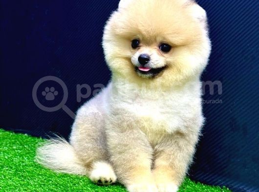 4 Aylık  Erkek Pomeranian Yavrular görsel