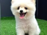 4 Aylık  Erkek Pomeranian Yavrular