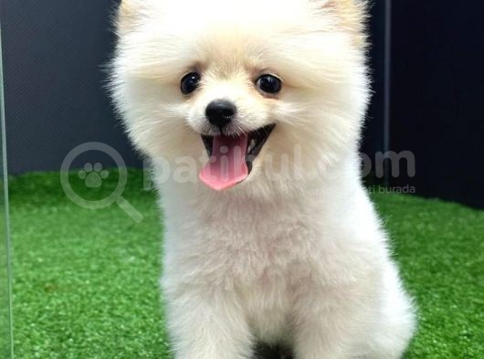 4 Aylık  Erkek Pomeranian Yavrular görsel