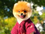 2 Aylık Üst Kalite Pomeranian Yavrular
