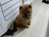 Orji̇nal Çi̇n Aslani - Chow Chow
