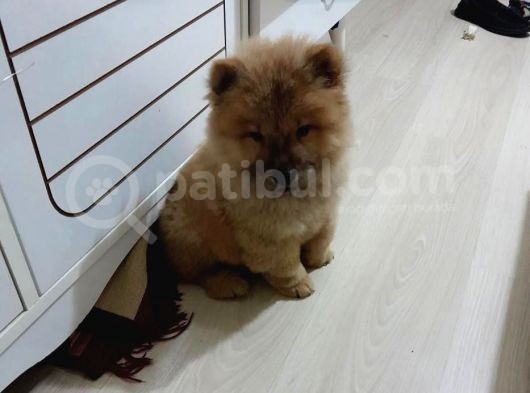 Orji̇nal Çi̇n Aslani - Chow Chow görsel