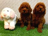 ORİJİNAL GERÇEK TOY POODLE KOYU RENK