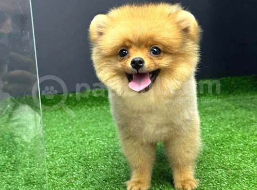 4 Aylık  Erkek Pomeranian Yavrular görsel