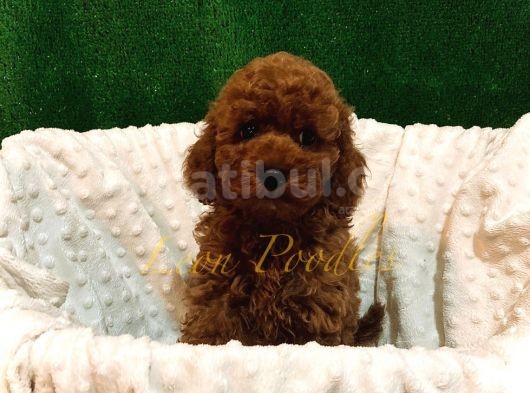 Ori̇ji̇nal Gerçek Toy Poodle Koyu Renk görsel