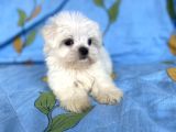 0 Numara Lekesiz Maltese Kizimiz