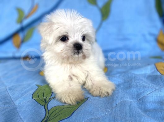 0 Numara Lekesiz Maltese Kizimiz görsel