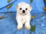 0 numara lekesiz maltese kizimiz