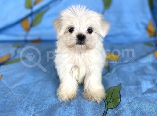 0 Numara Lekesiz Maltese Kizimiz