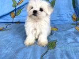 0 Numara Lekesiz Maltese Kizimiz