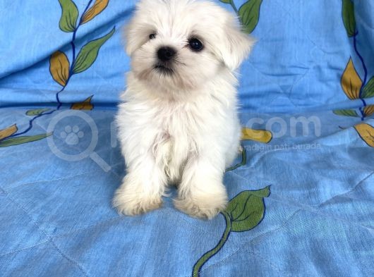 0 Numara Lekesiz Maltese Kizimiz görsel