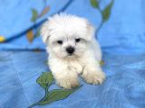 0 Numara Lekesiz Maltese Kizimiz