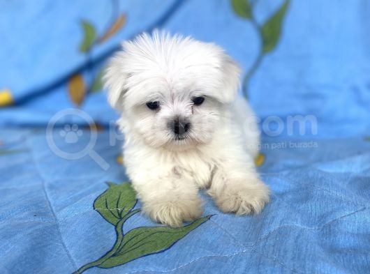 0 Numara Lekesiz Maltese Kizimiz görsel