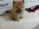 ORJİNAL ÇİN ASLANI - cHOW CHOW