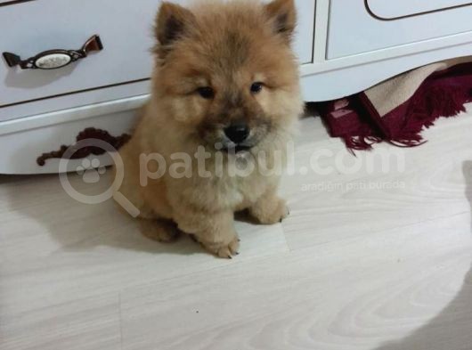Orji̇nal Çi̇n Aslani - Chow Chow