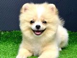 4 Aylık  Erkek Pomeranian Yavrular