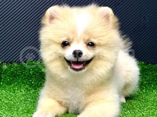 4 Aylık  Erkek Pomeranian Yavrular görsel