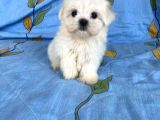 0 Numara Lekesiz Maltese Kizimiz