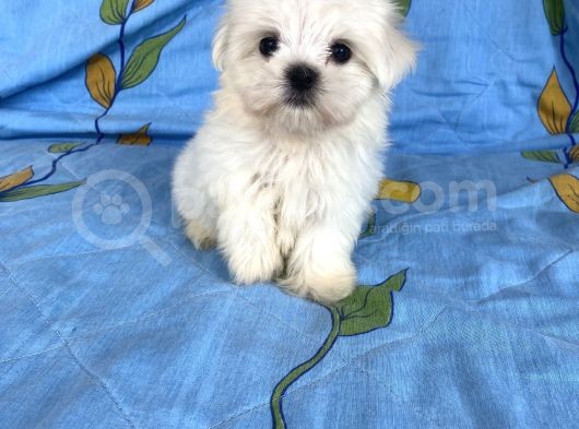 0 Numara Lekesiz Maltese Kizimiz görsel