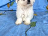 0 Numara Lekesiz Maltese Kizimiz