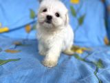Lekesiz Erkek Maltese Yavrumuz